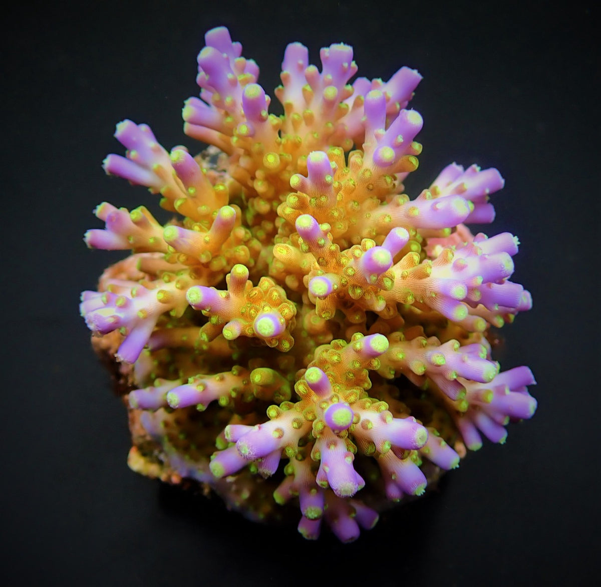 Acropora spp. (Maricultured) (Ultra)