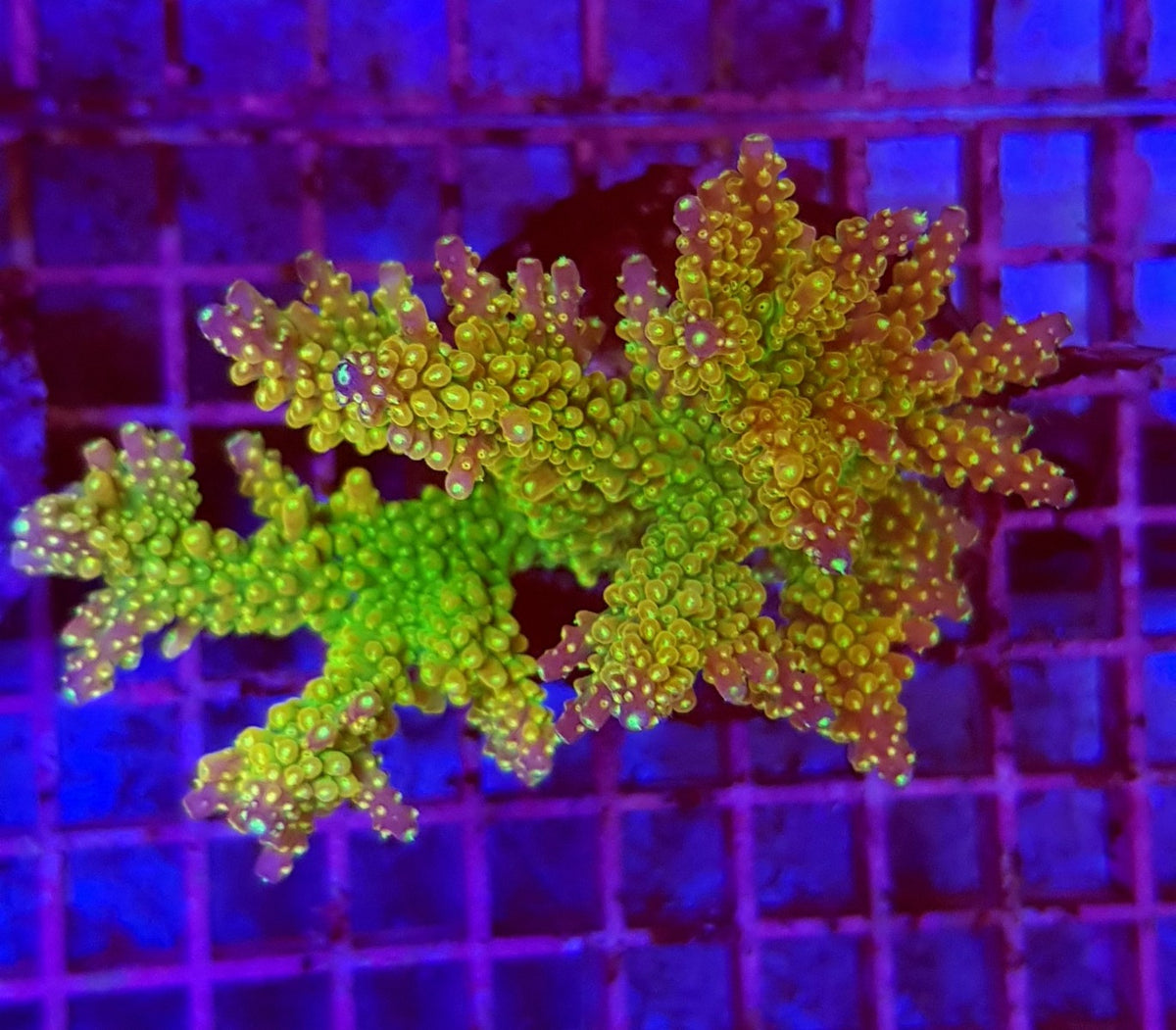 Acropora spp. (Maricultured) (Ultra)