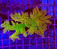 Acropora spp. (Maricultured) (Ultra)