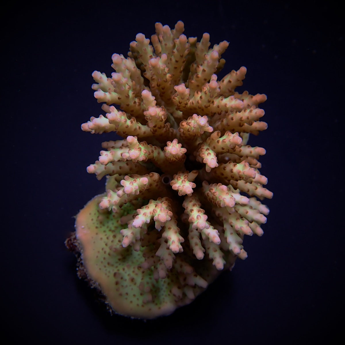 Acropora subulata