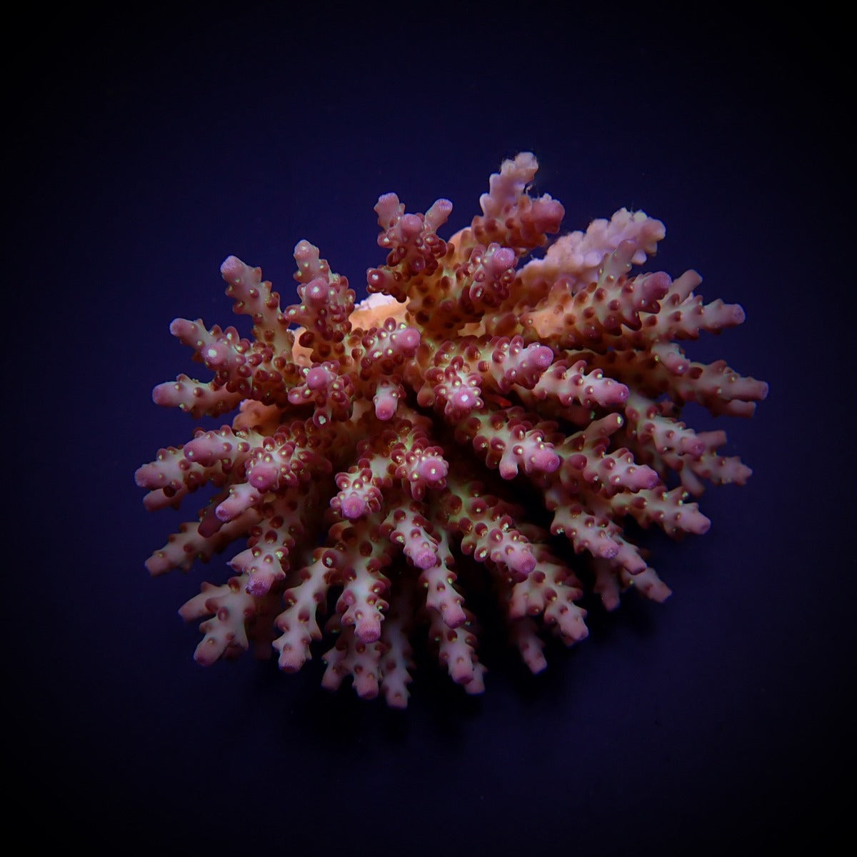 Acropora subulata