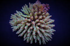 Acropora subulata