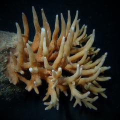 Acropora suharsonoi