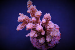 Acropora tenuis (Pinkish)