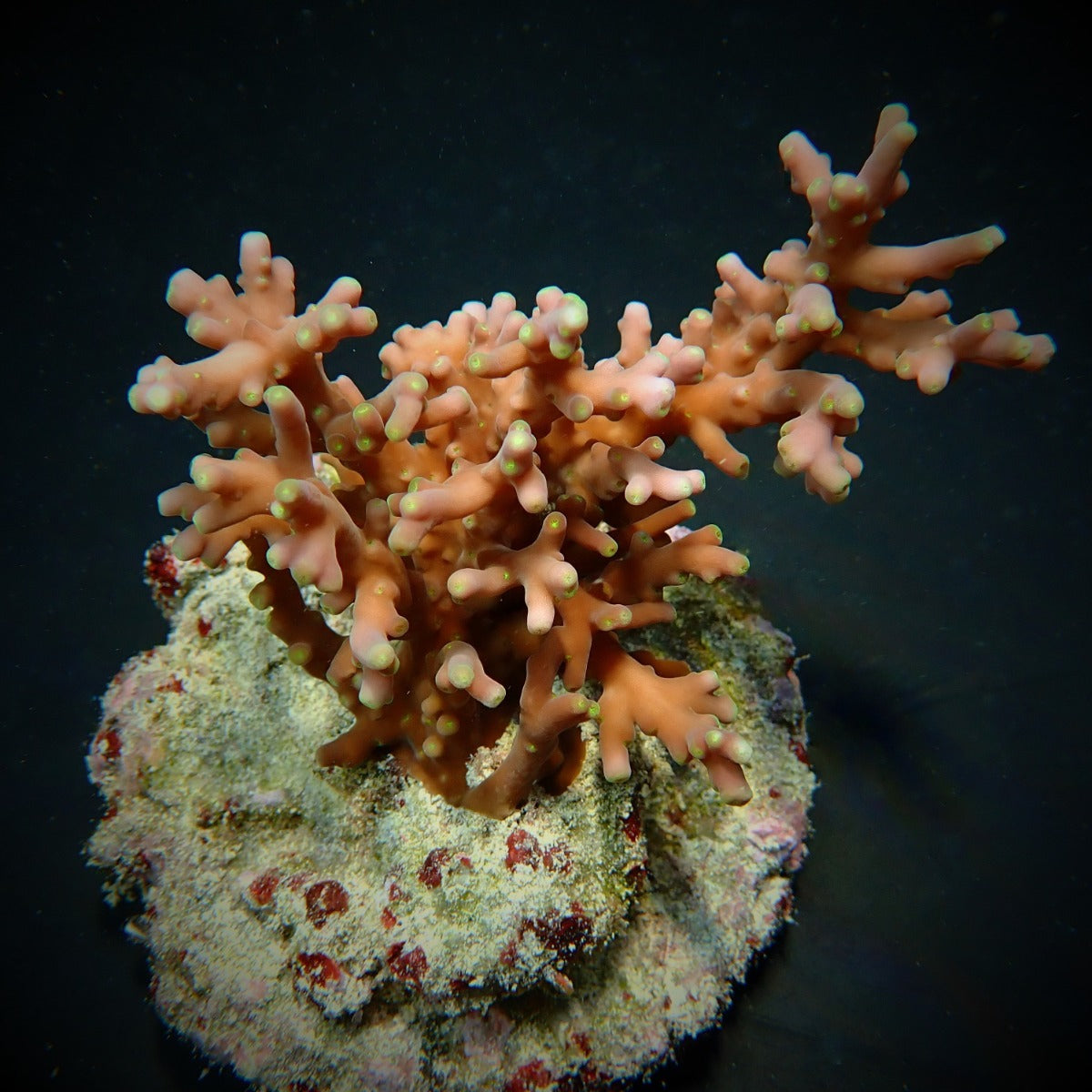 Acropora turaki