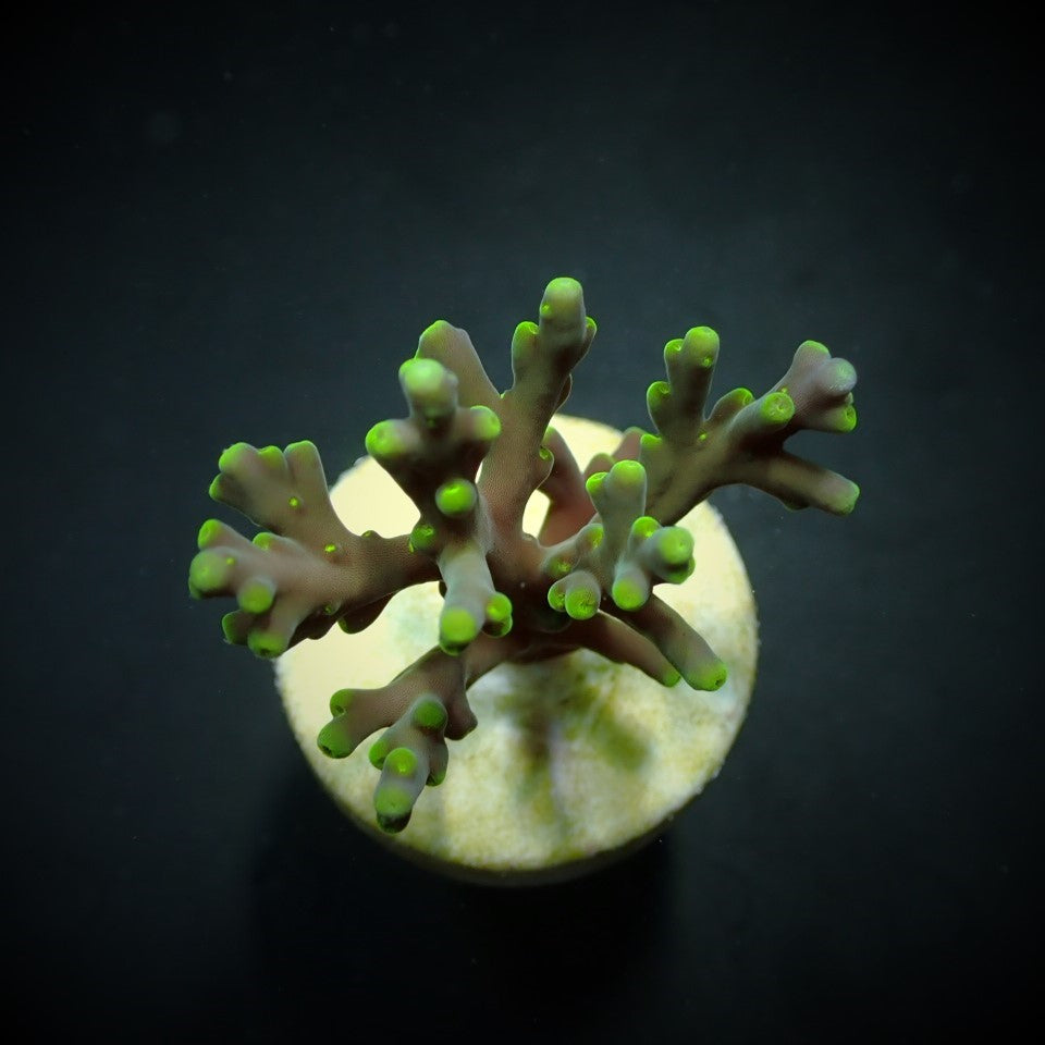 Acropora turaki