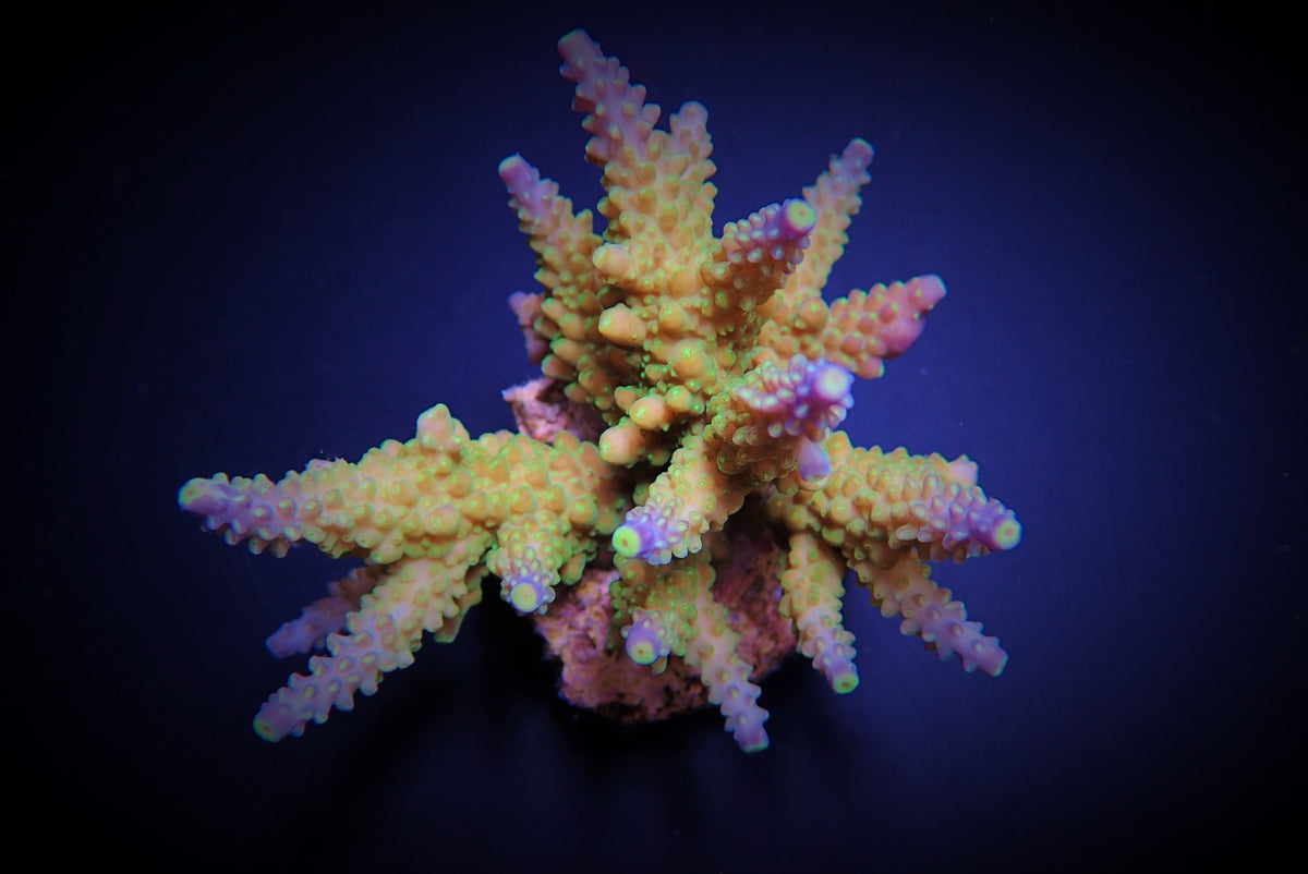 Acropora valida