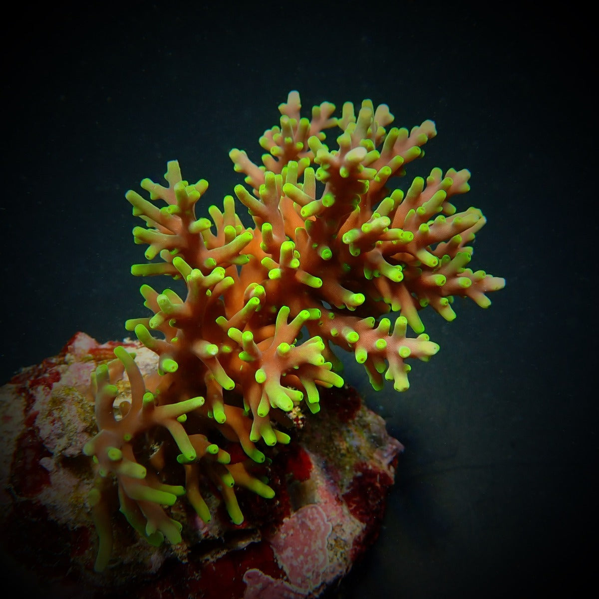 Acropora walindii