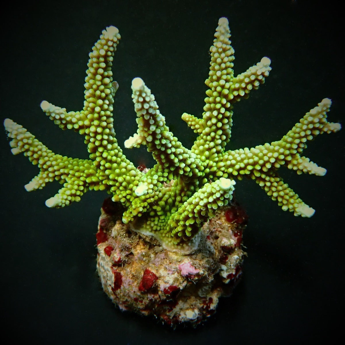 Acropora yongei