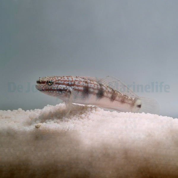 Amblygobius buanensis - T.B.