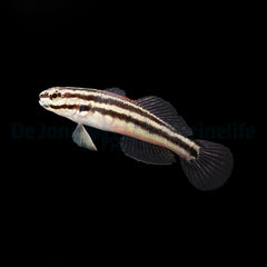 Amblygobius linki - T.B.