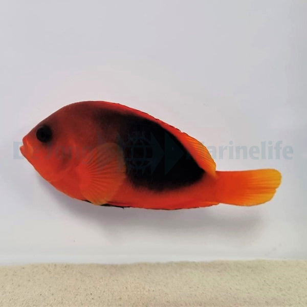 Amphiprion ephippium