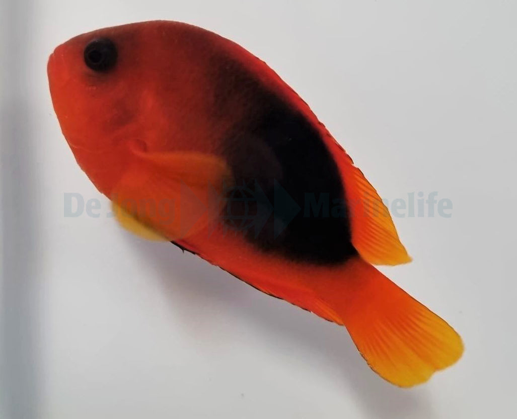 Amphiprion ephippium