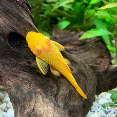 Ancistrus temminckii gold M