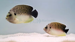 Apolemichthys kingi (pair)