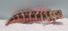 Blenniella chrysospilos