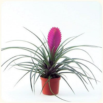 Tilandsia bromelia in pot