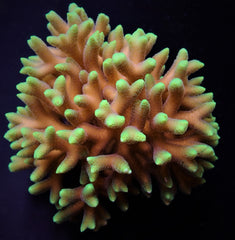 Seriatopora caliendrum (Green)