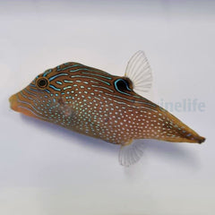 Canthigaster papua