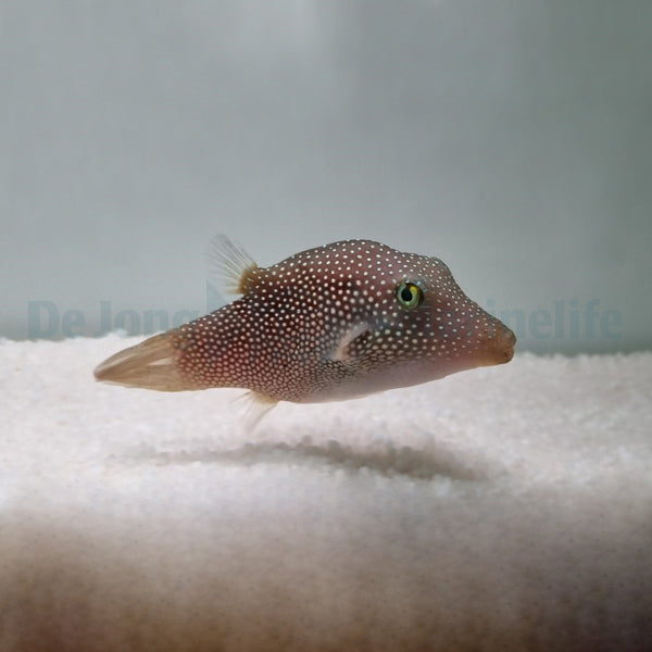 Canthigaster punctatissima