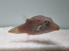 Canthigaster punctatissima