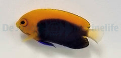 Centropyge acanthops