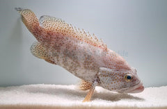 Cephalopholis cruentatus