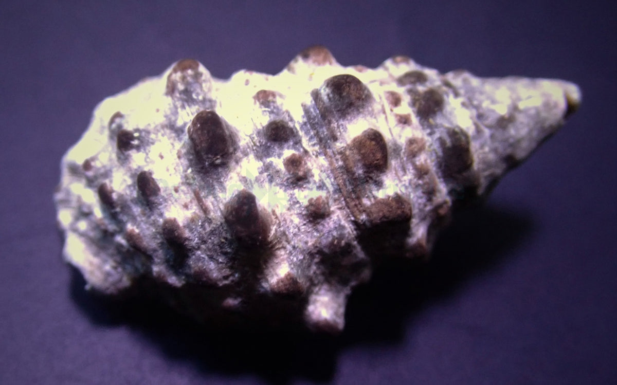 Cerithium caeruleum