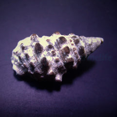 Cerithium caeruleum