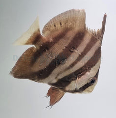 Chaetodipterus faber