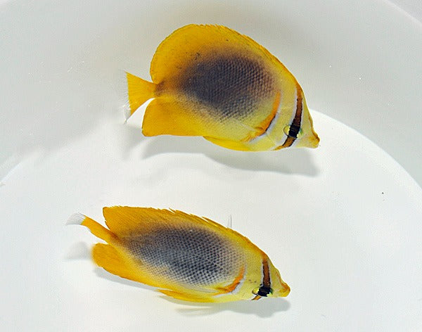 Chaetodon aureofasciatus