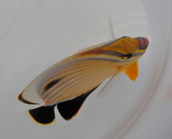 Chaetodon austriacus