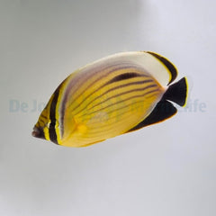 Chaetodon austriacus