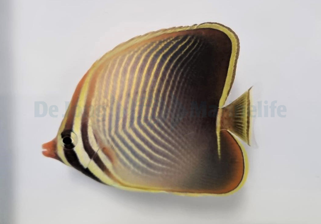 Chaetodon baronessa