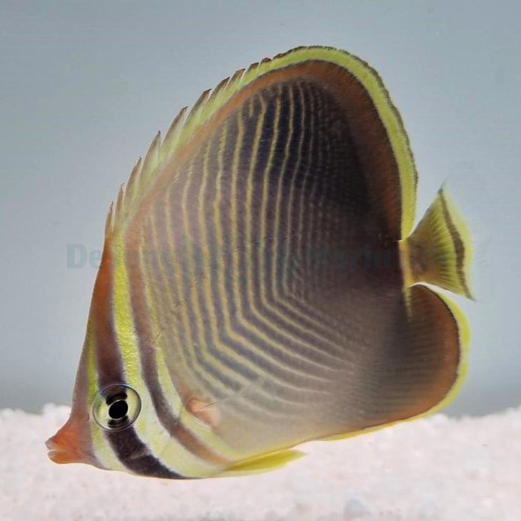 Chaetodon baronessa