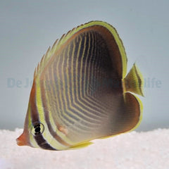 Chaetodon baronessa