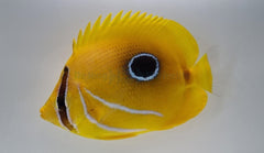 Chaetodon bennetti