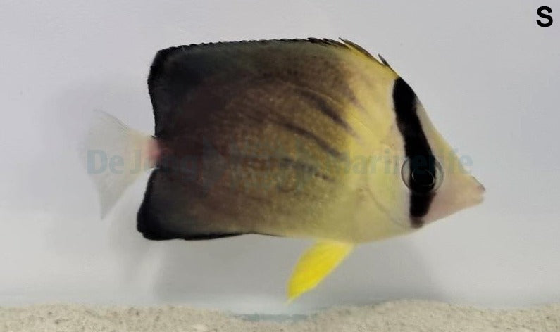 Chaetodon blackburnii