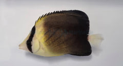 Chaetodon blackburnii