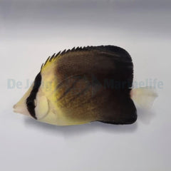 Chaetodon blackburnii