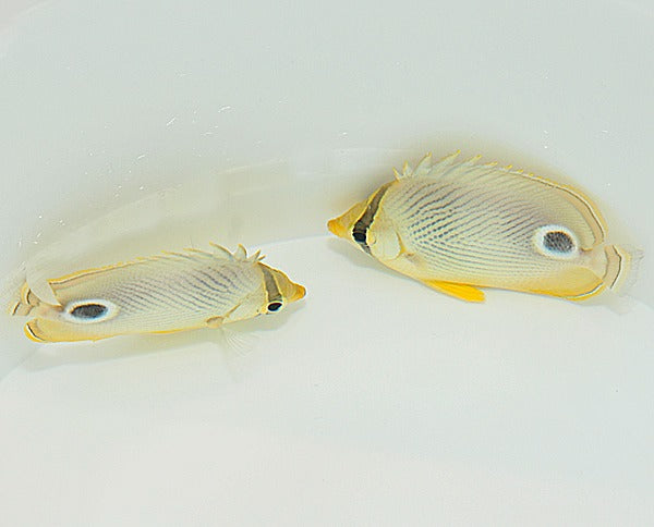 Chaetodon capistratus