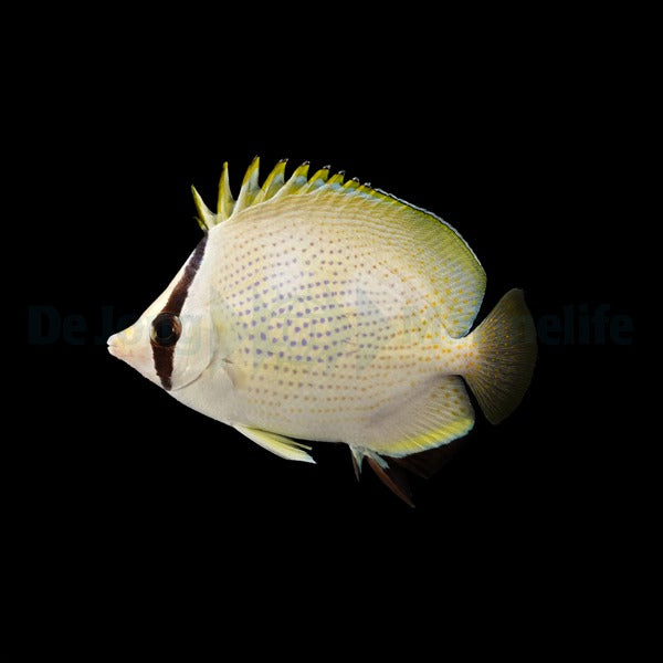 Chaetodon citrinellus