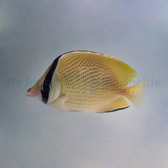 Chaetodon citrinellus