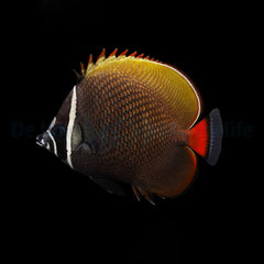 Chaetodon collare