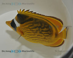 Chaetodon fasciatus