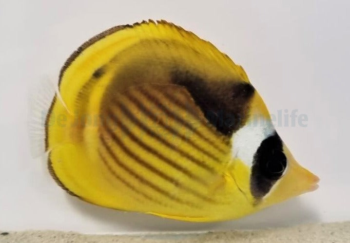 Chaetodon fasciatus