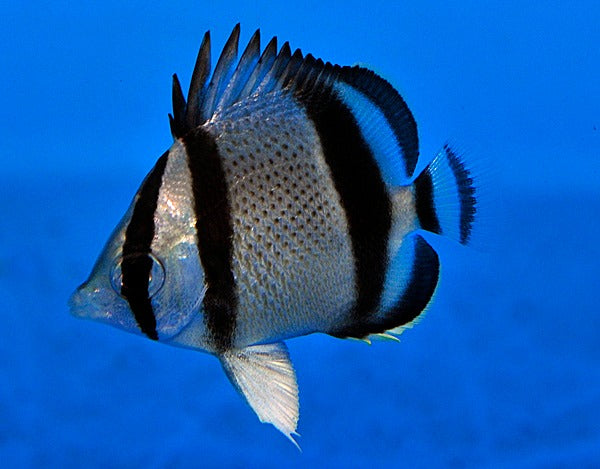 Chaetodon humeralis