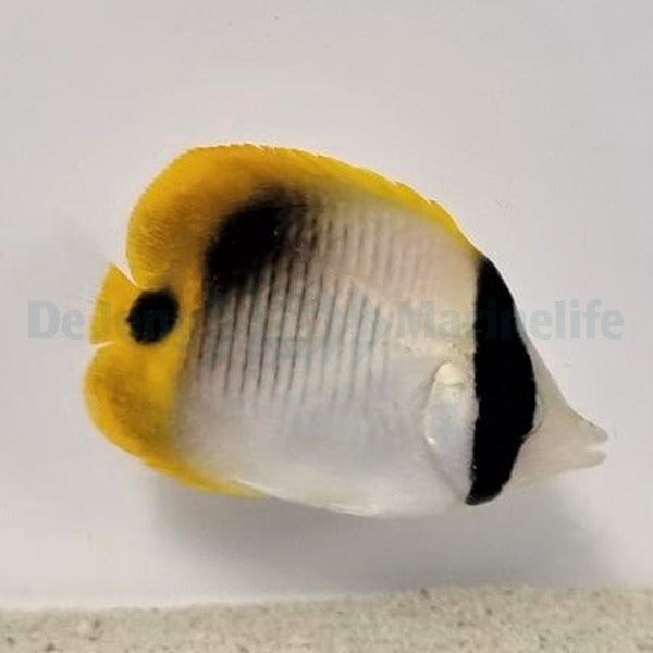 Chaetodon lineolatus