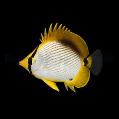 Chaetodon melannotus