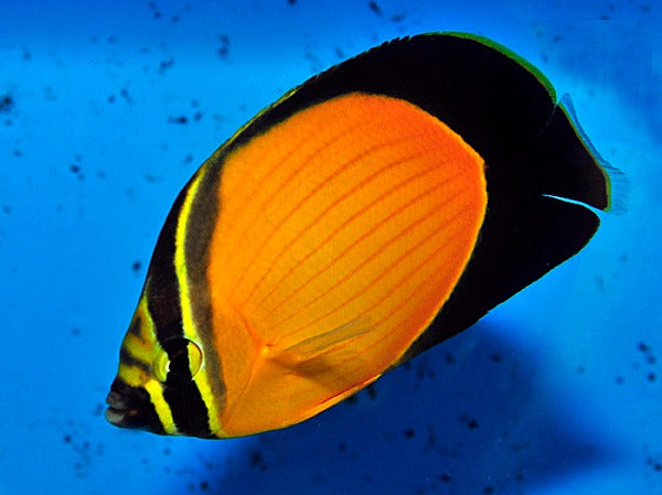 Chaetodon melapterus